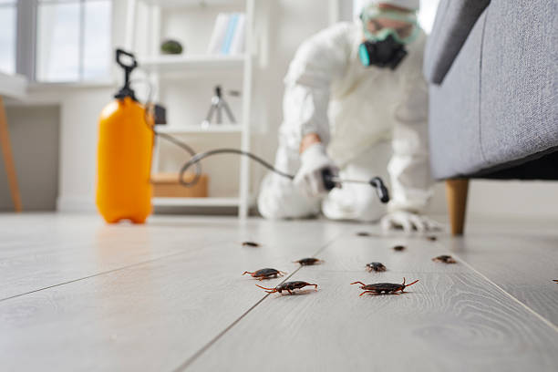 Post-Treatment Bed Bug Interceptor Monitoring in Garden City